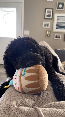 'Twilight' The Cockapoo In Her New Home!