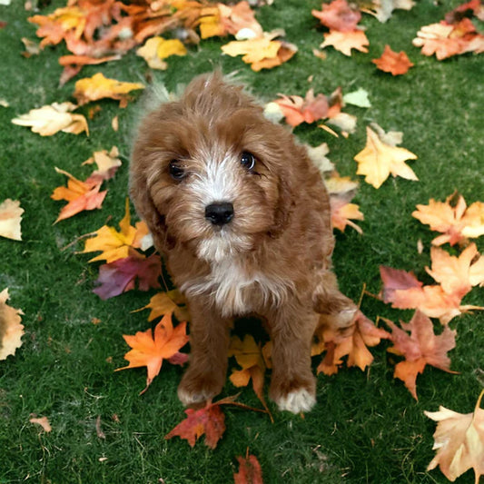 Red Cavapoo Now In Her New Home With The Miller Family!