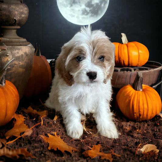 Meet Our Newest Star: A White and Brown Cavapoo Puppy Born in 2023!