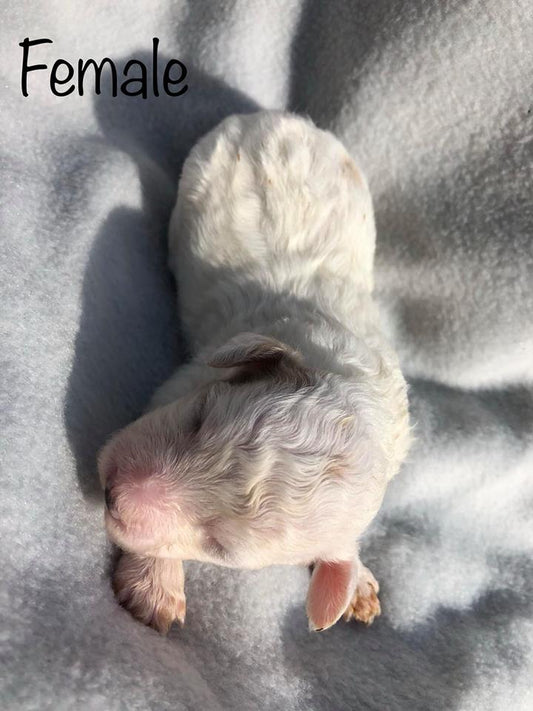 Maltipoo Puppies Litter 2019 (Pictures Of 1 Week Old Puppies)