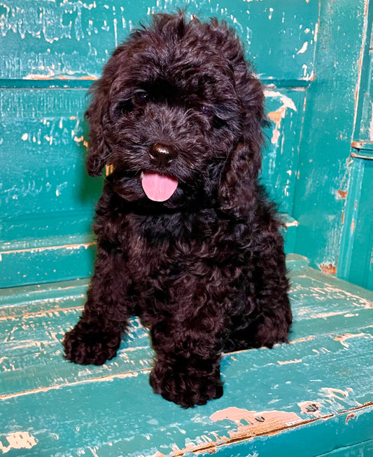 Cockapoo Litter From Dori 2022