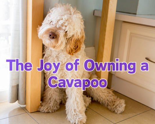 The Joy of Owning a Cavapoo