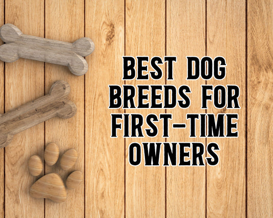 Best Dog Breeds for First-Time Owners