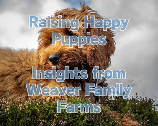 Raising Happy Puppies: Insights from Weaver Family Farms