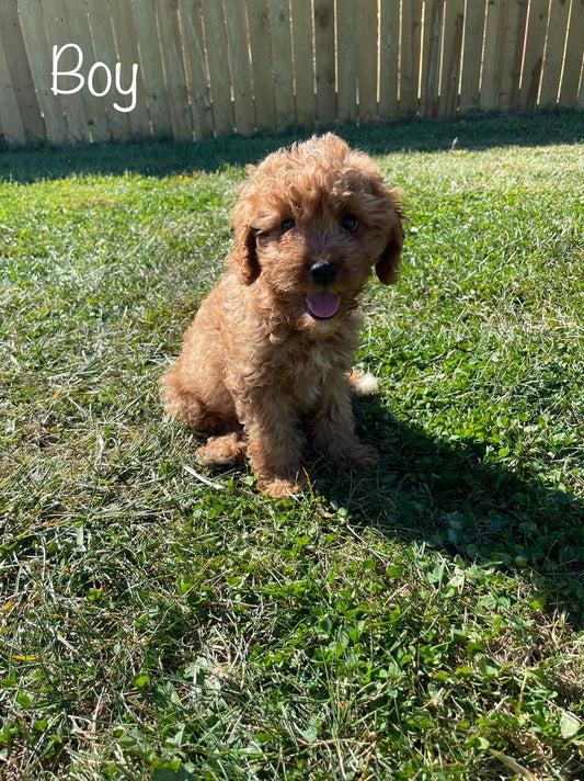 Why Buy A Cavapoo Puppy?