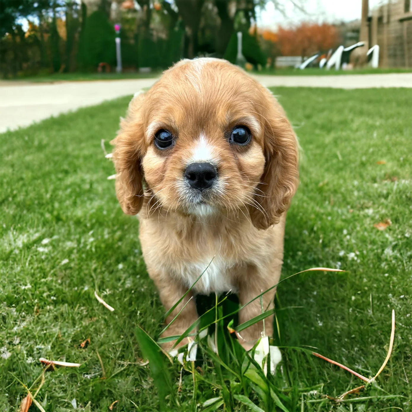 Adopting A Cavalier King Charles Spaniel – Weaver Family Farms Puppies