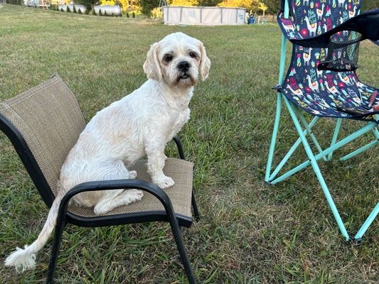 Trooper Enjoying A Nice Evening!