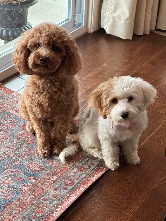 Ellie and Daisy: The Tale of Two Adorable Puppies Becoming Sisters