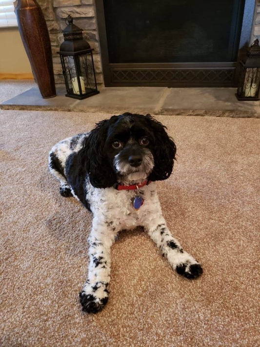 “Ozzie” The Cockapoo In His New Home With The Smith Family! 2018