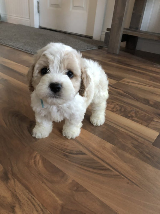 Cockapoo's From Cloie & Taz! Spring 2019
