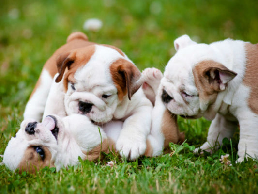 The Importance Of Puppy Socialization