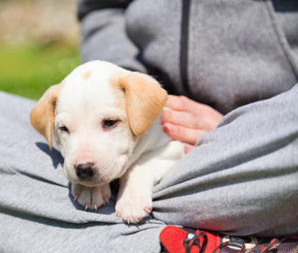 Training Your Puppy: A Guide for First-Time Owners