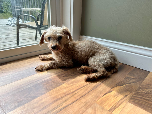 Saying Goodbye to Taffy: A Heartfelt Journey of Letting Go