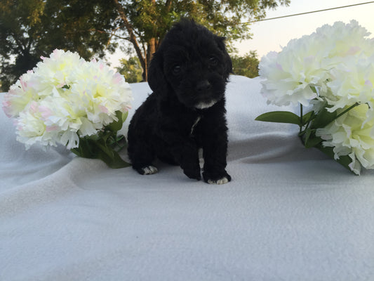 Cockapoo Puppy From 2015 Litter