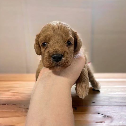 Cockapoo Puppy Adoption: Finding Your Perfect Furry Companion