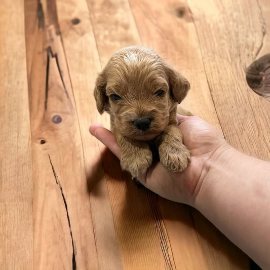 Spring 2023 Cockapoo Puppies