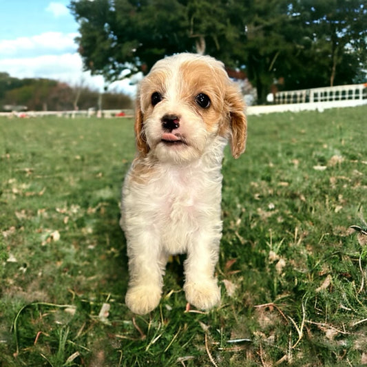 Cavapoo Puppies!
