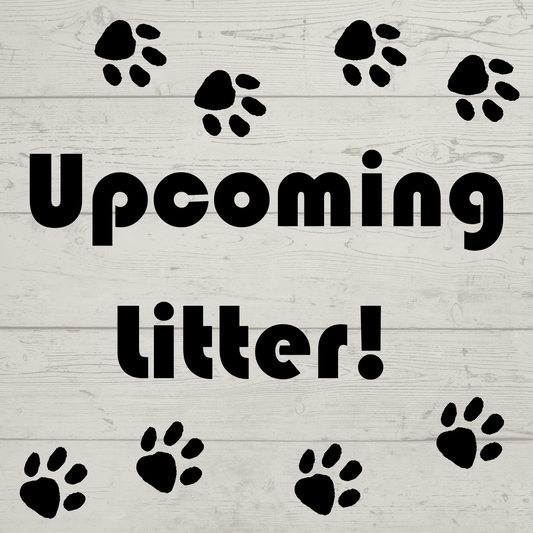 Upcoming Litter Of Cavapoos & Cavaliers!