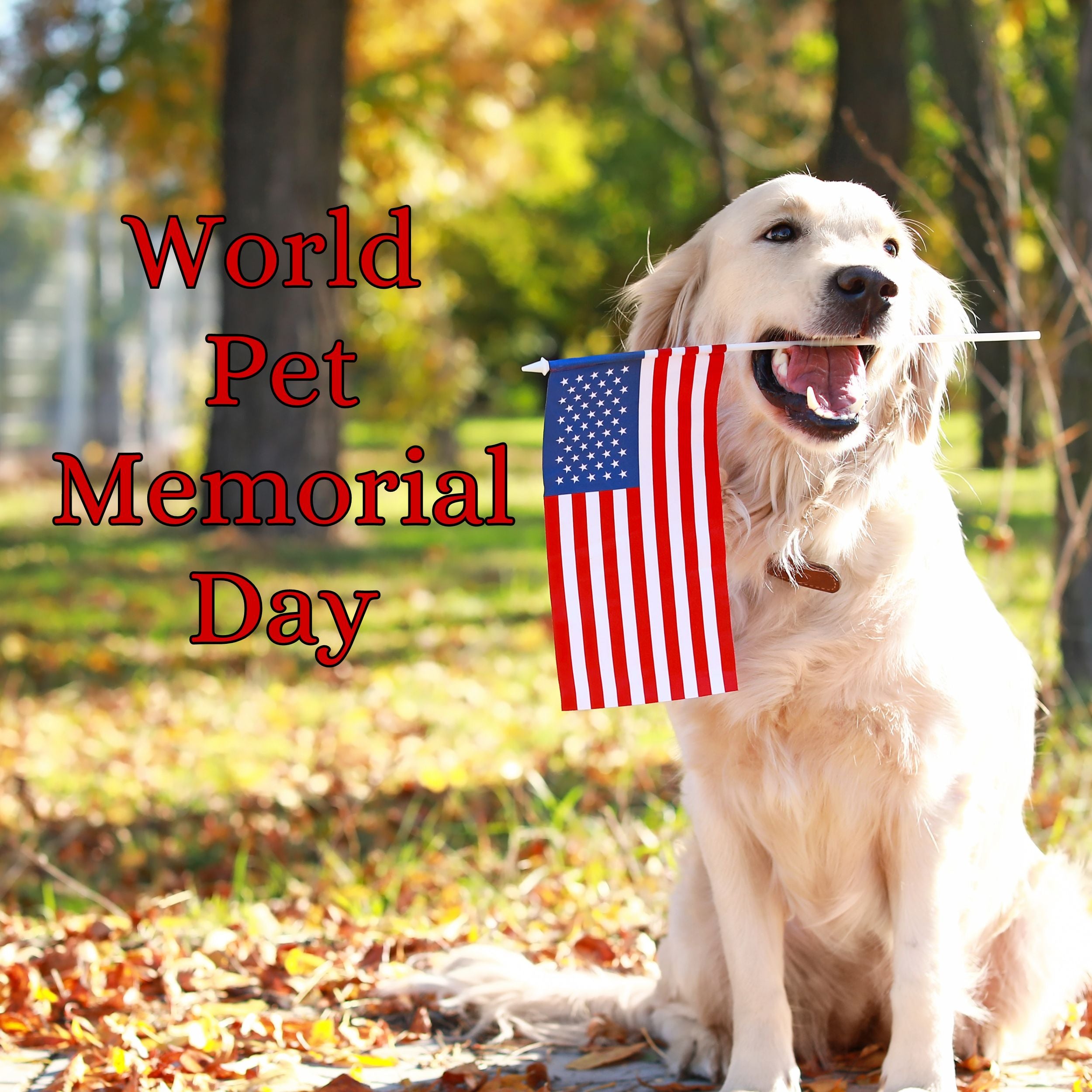 World Pet Memorial Day Honoring the Memory of Our Beloved Companions