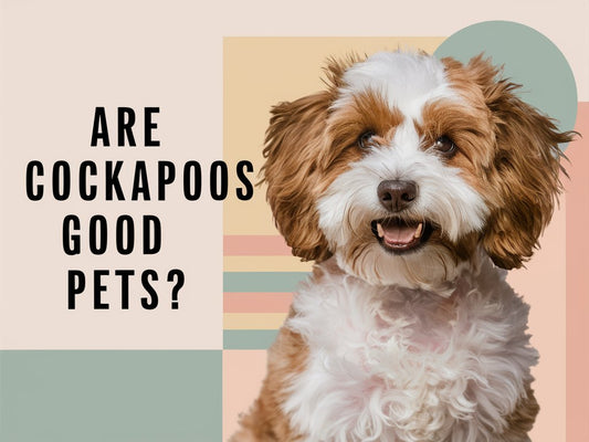 Are Cockapoos Good Pets? Understanding Their Temperament