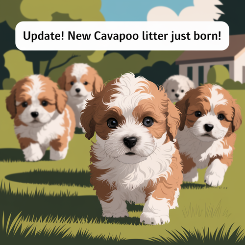New Cavapoo Litter! January 2025