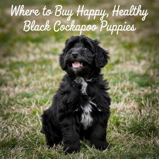 Where to Buy Happy, Healthy Black Cockapoo Puppies
