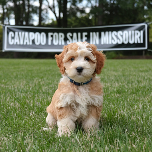 Cavapoo Breeder in Missouri