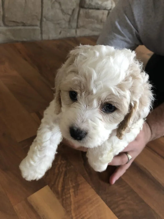 Cockapoo’s From Cloie & Taz! Spring 2019