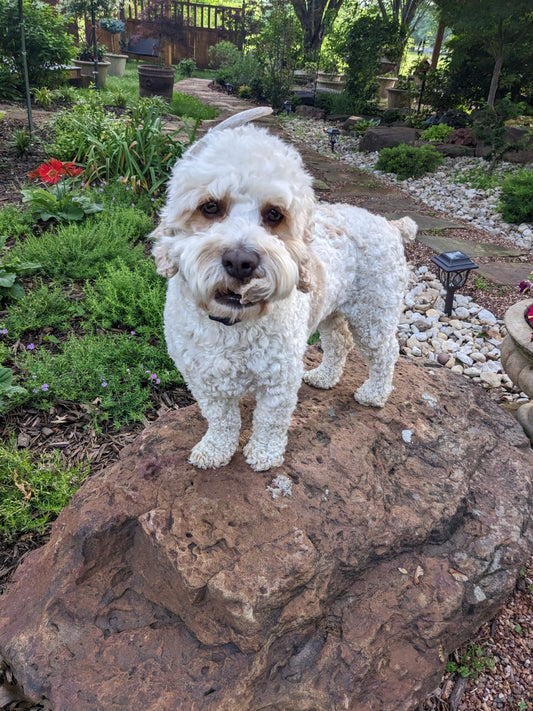 ‘Winston’ The Cockapoo