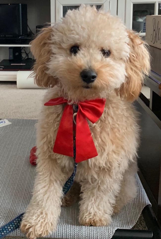 “Benji” Maltipoo In His Forever Home!