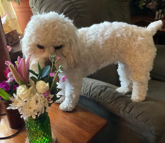 “lily” The Cockapoo