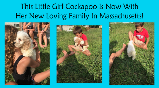 This Cockapoo Girl Is Now In Massachusetts!
