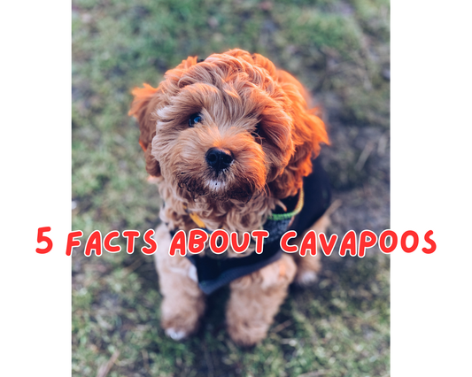 5 Facts About Cavapoos