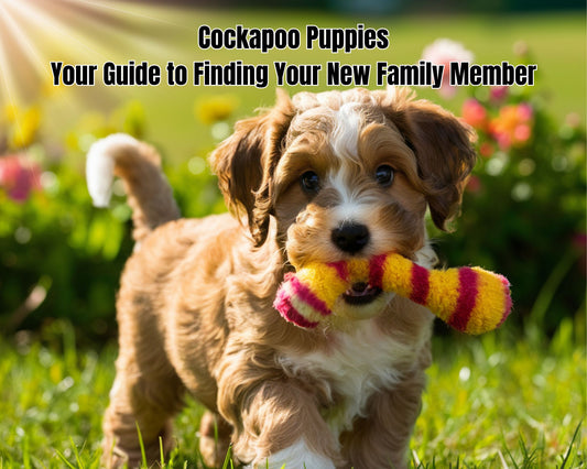 Cockapoo Puppies for Sale: Your Guide to Finding Your New Family Member