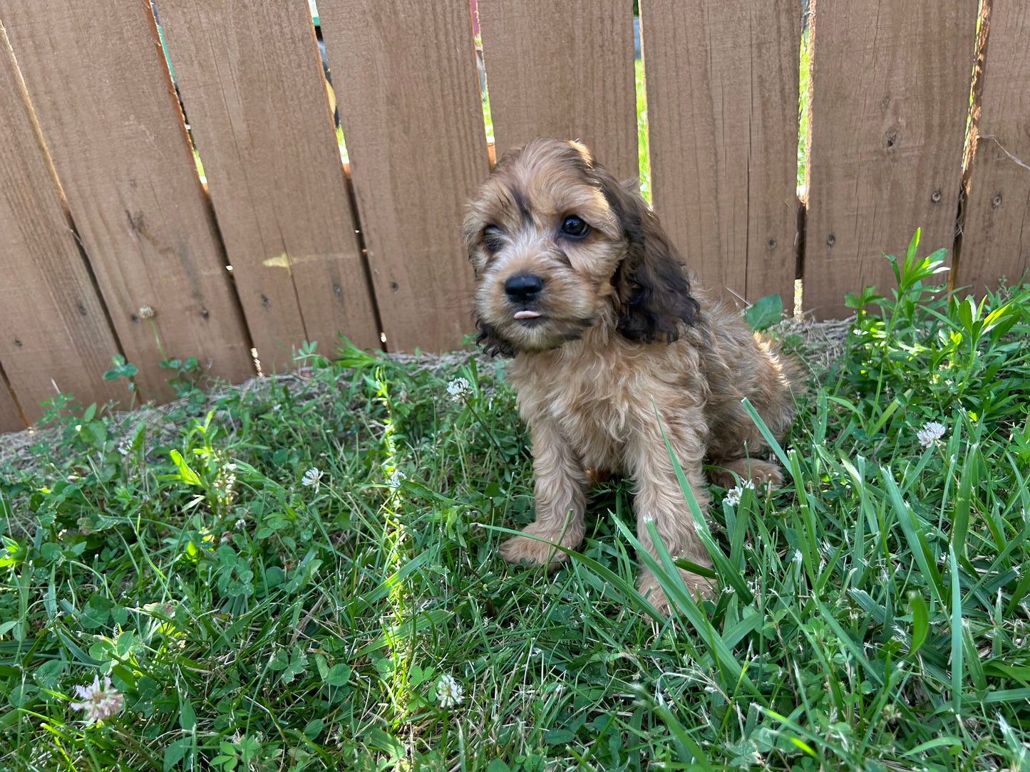 Cockapoo Puppy