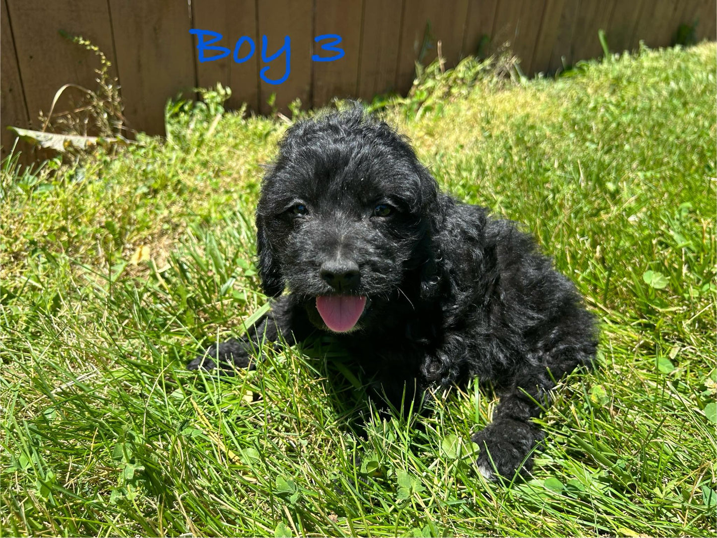 "Healthy Cockapoo puppy available"