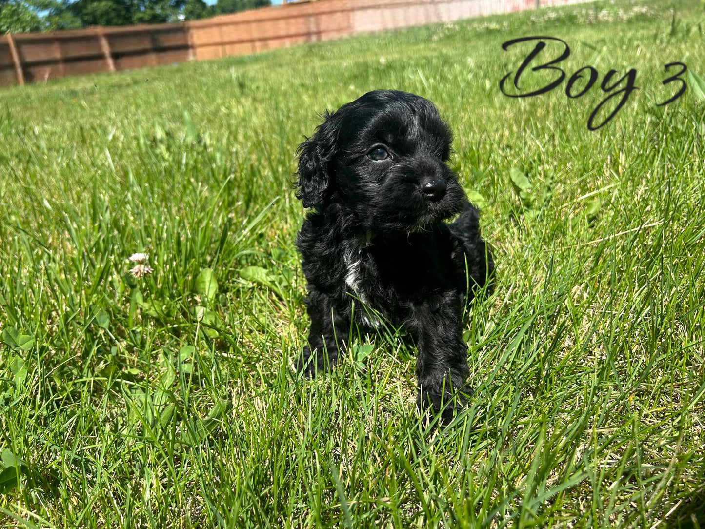 "Cockapoo puppy in a loving home"