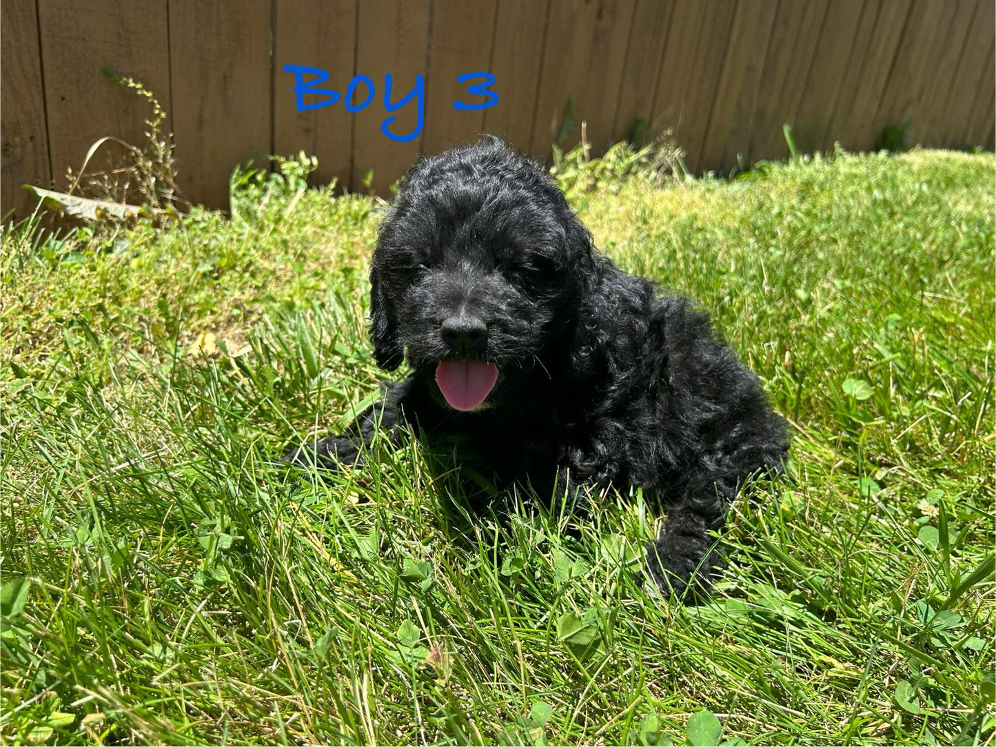 Black Cockapoo puppy running around outside