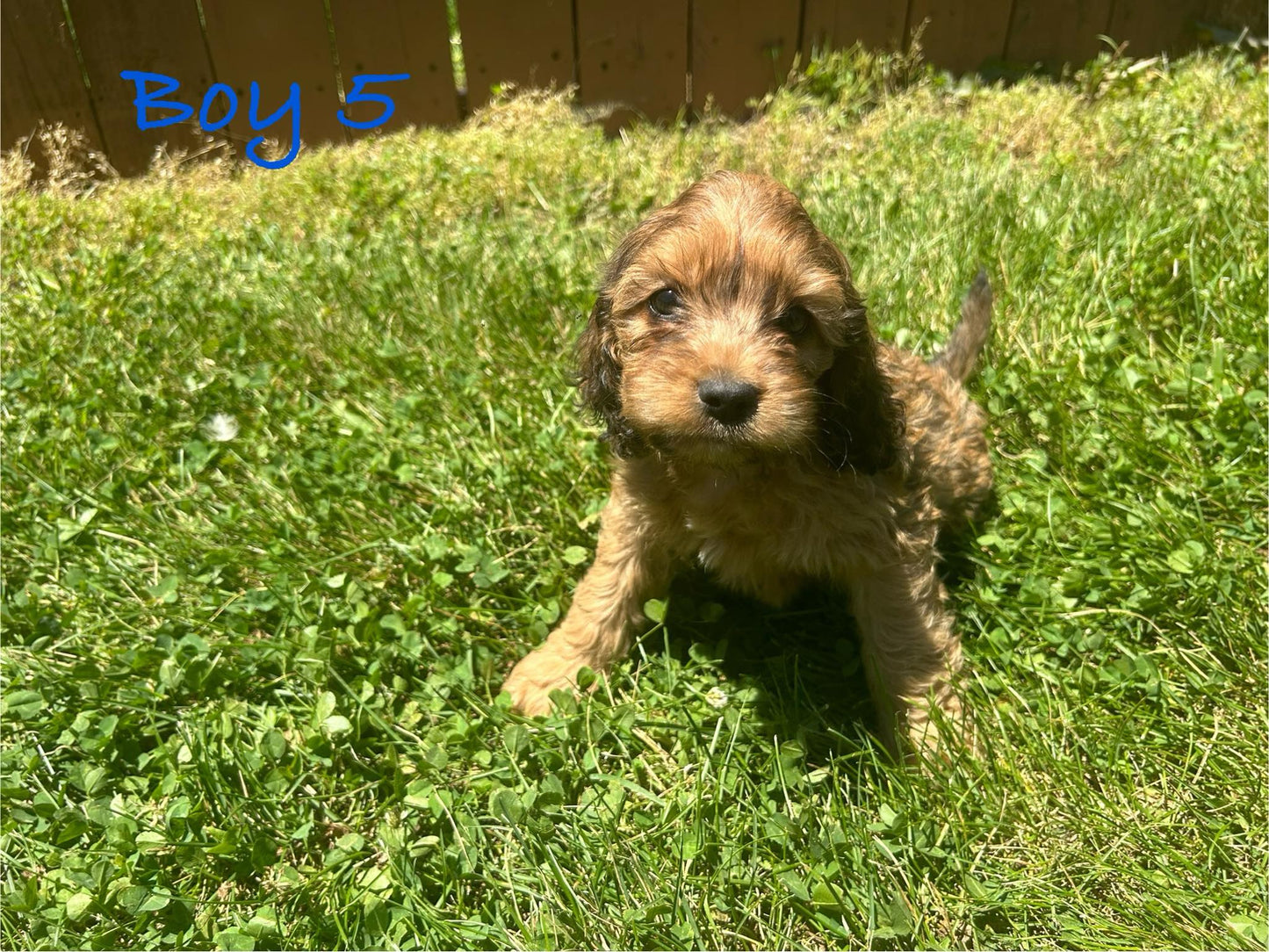"Cockapoo puppy looking cute"