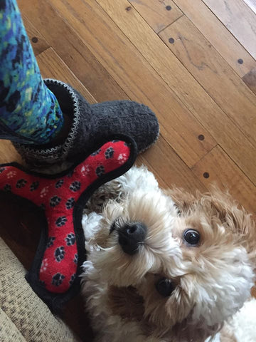 “Mango” The Cockapoo Now In Nebraska!