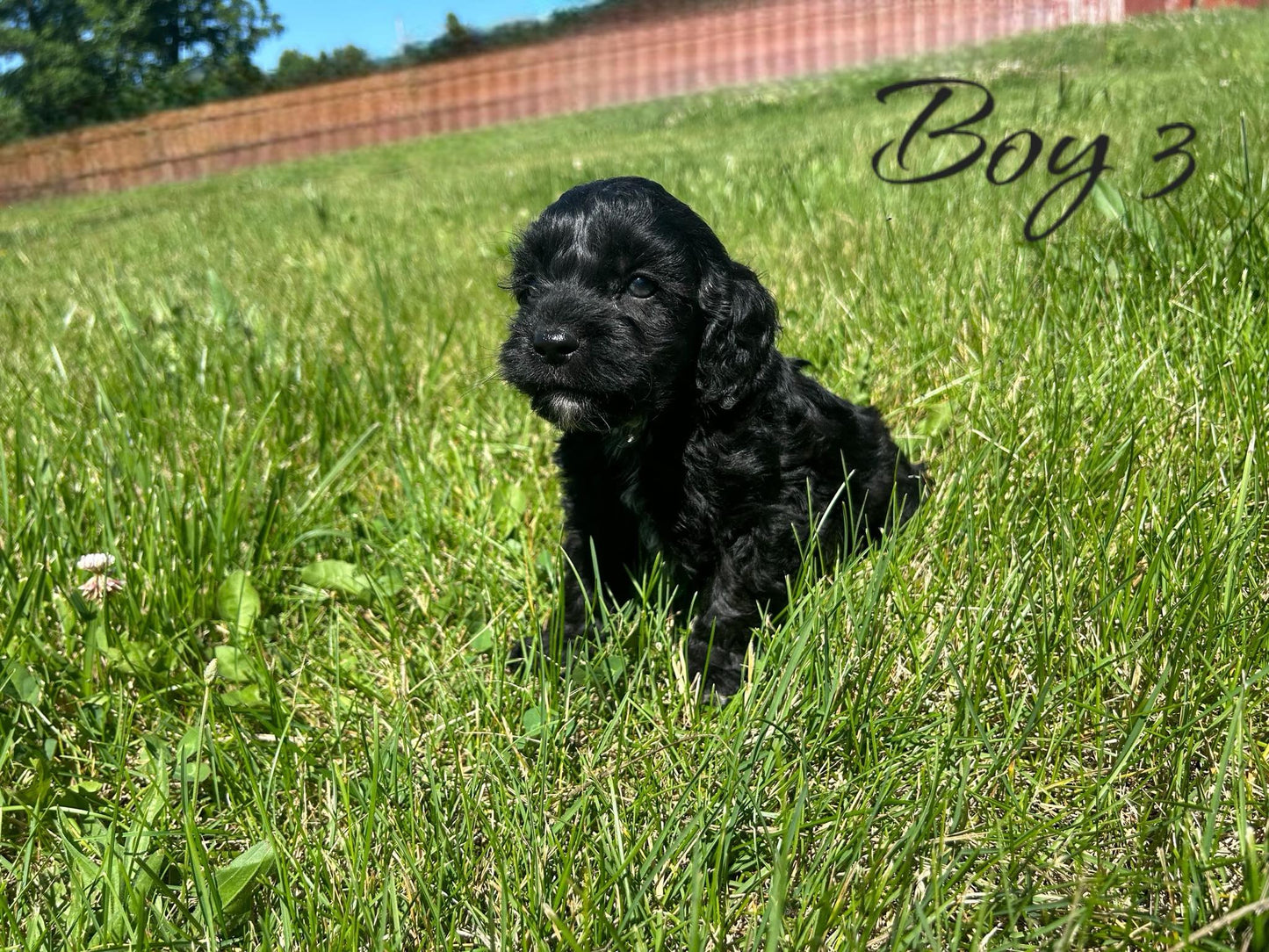 "Cockapoo puppy with curly fur"