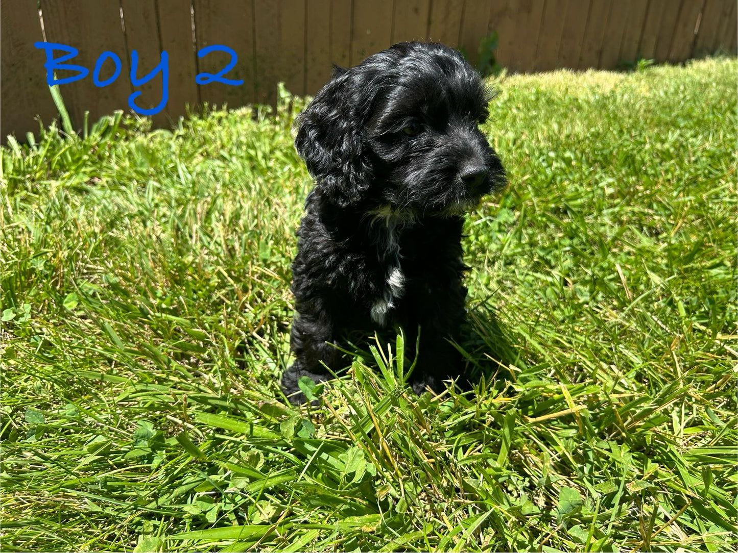 black male cockapoo puppy