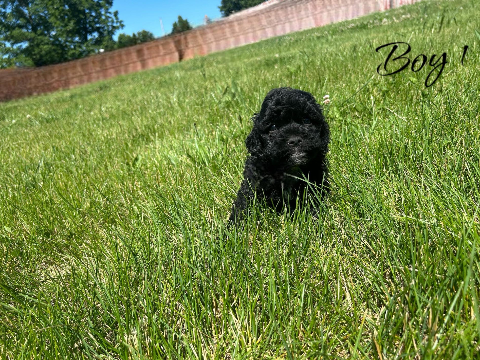 sweet cockapoo pupppy black male