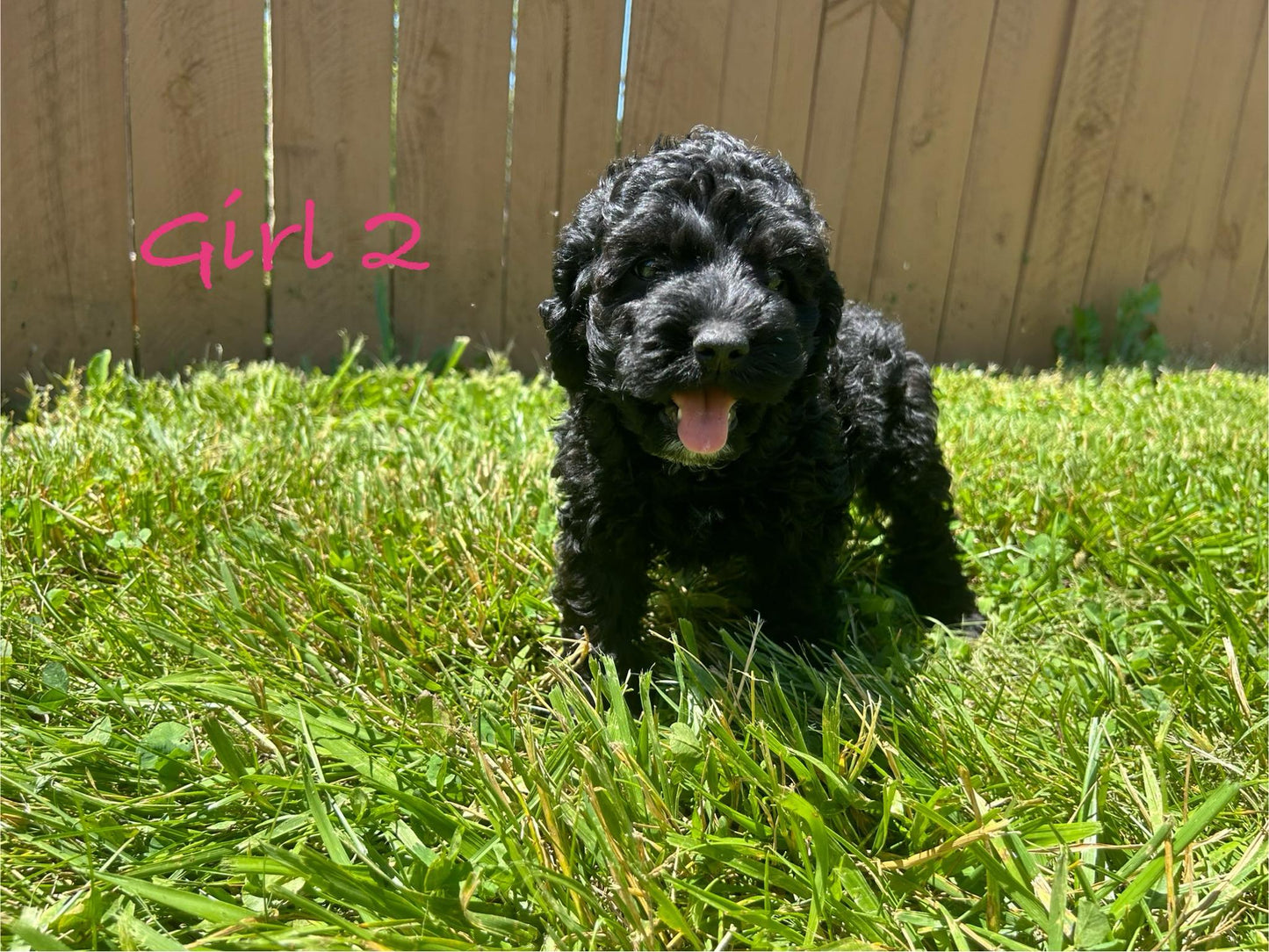"Find Cockapoo puppies for adoption"