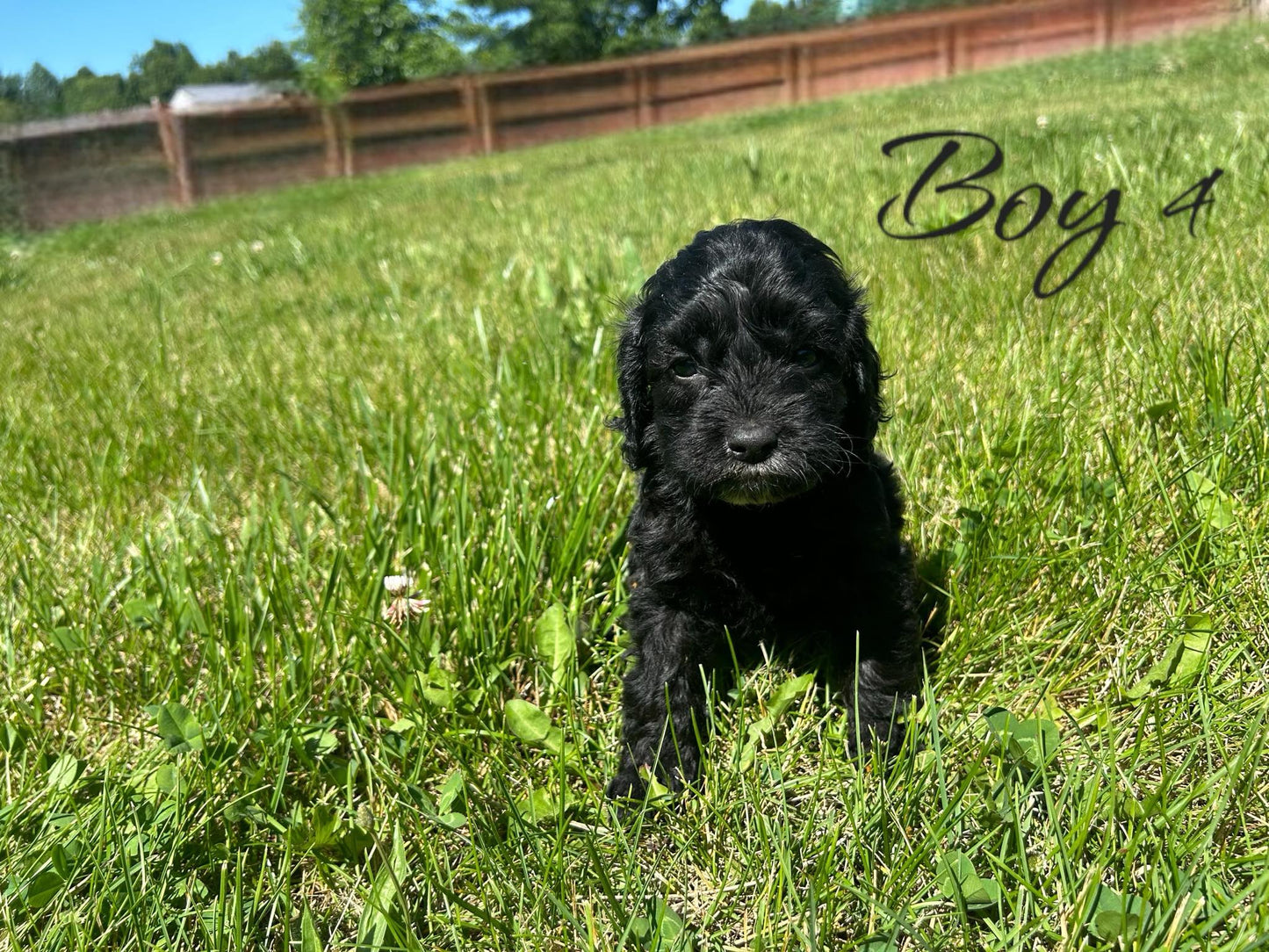 "Cockapoo puppy with fluffy ears"