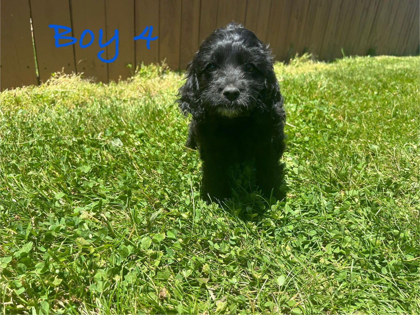 "Cockapoo puppy with playful eyes"