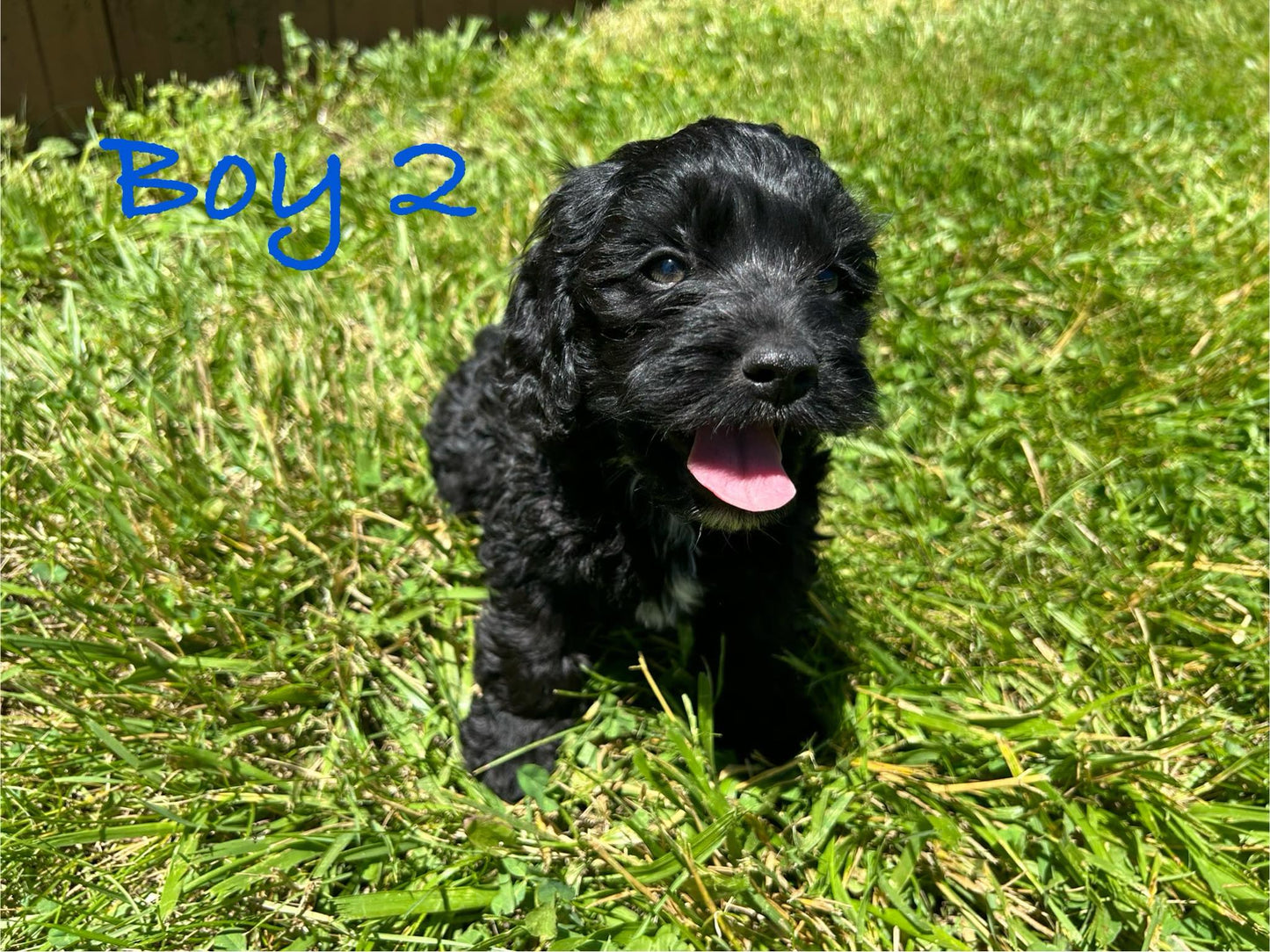 cockapoo puppy for sale