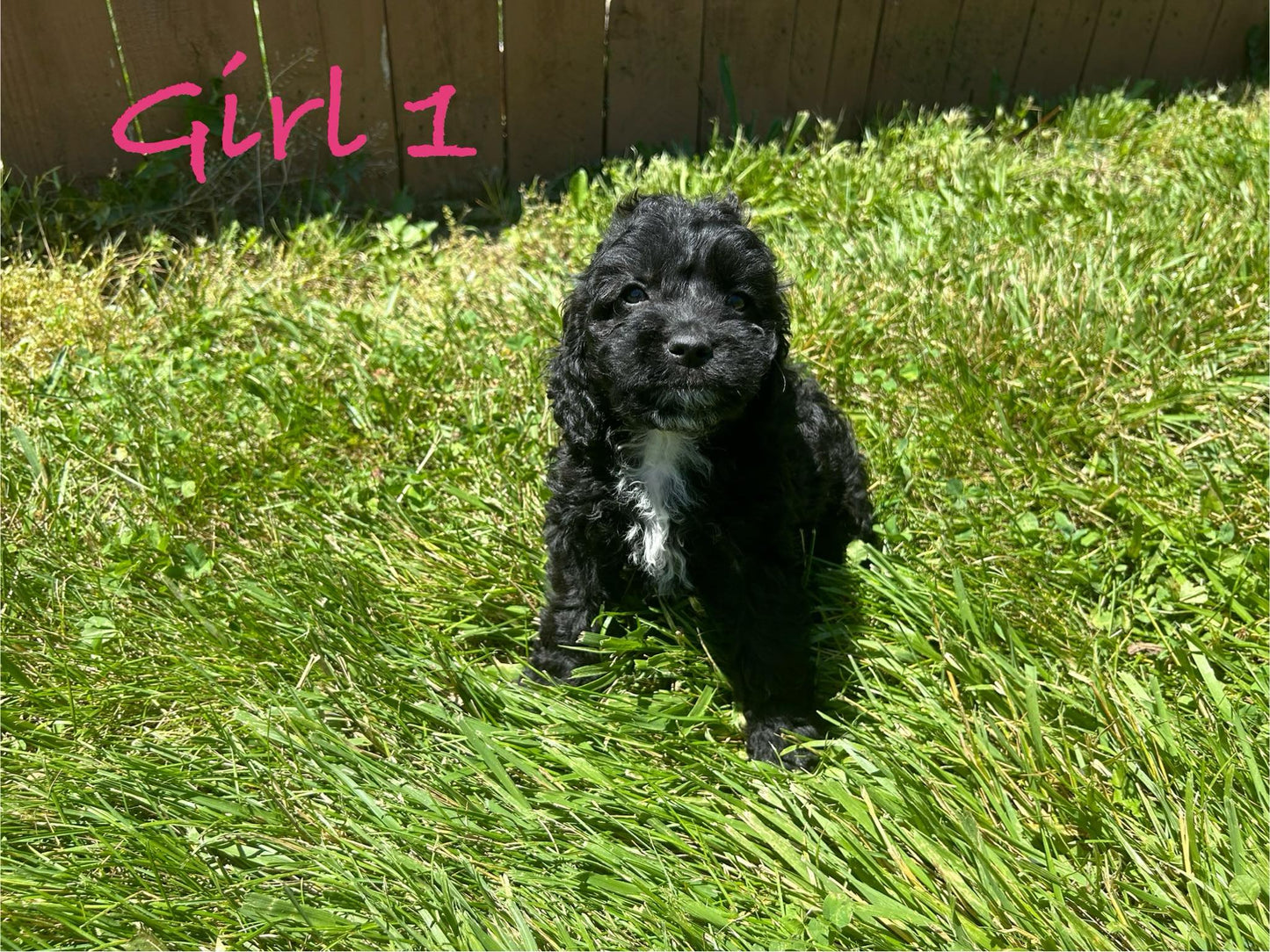 "Local Cockapoo puppy adoption"