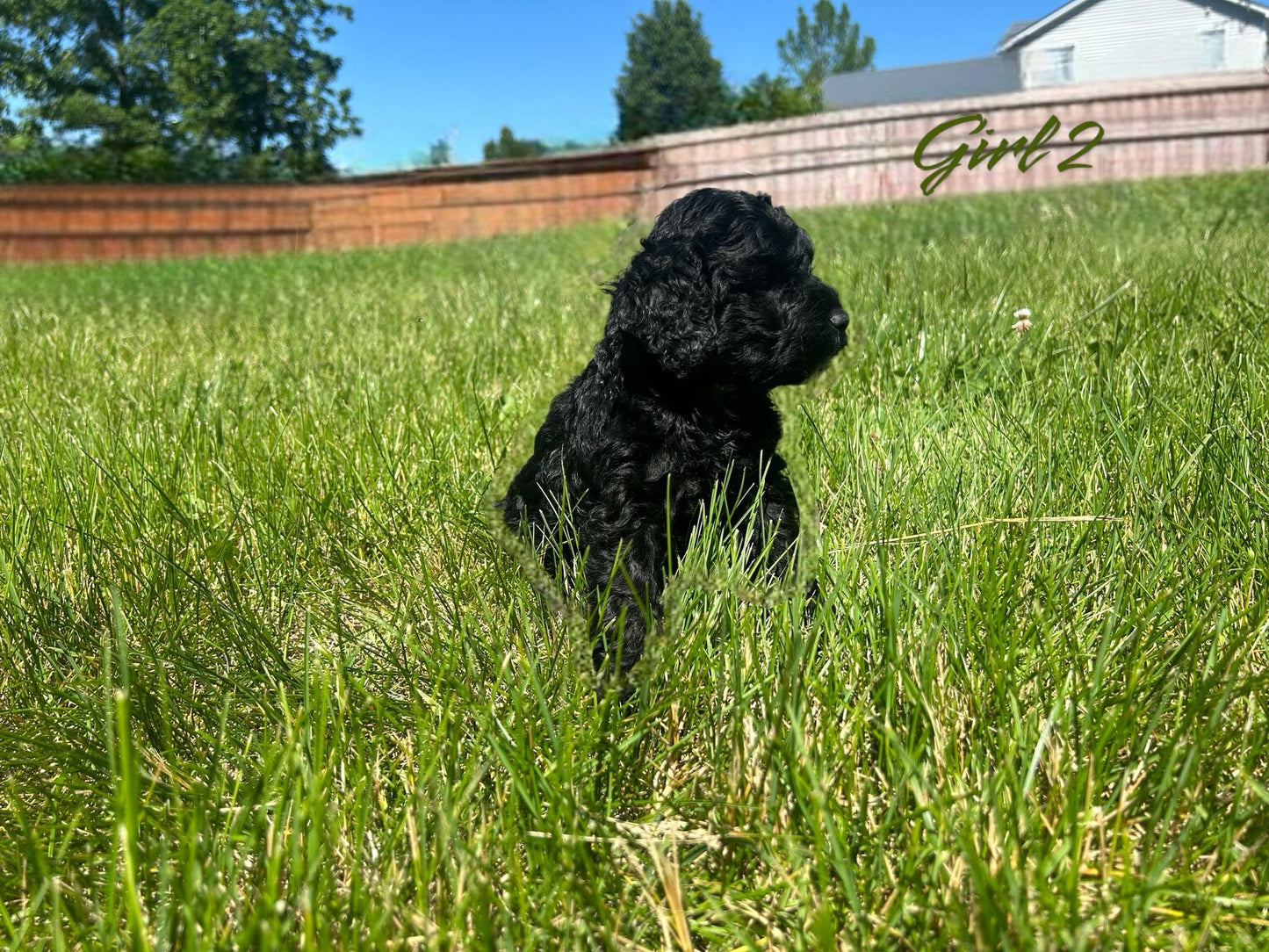 "Cockapoo puppies looking for new homes"