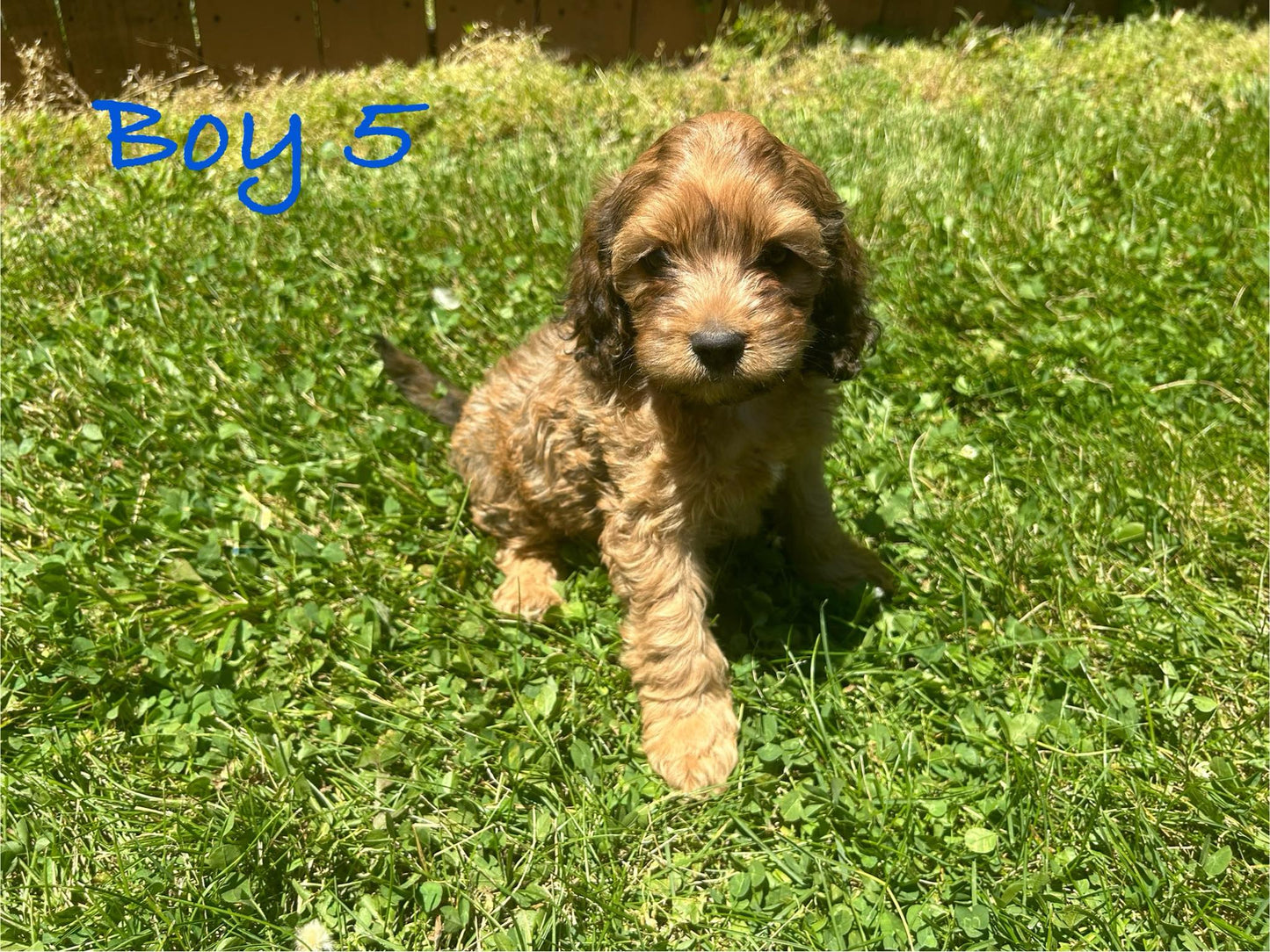 "Cockapoo puppy sitting on grass"